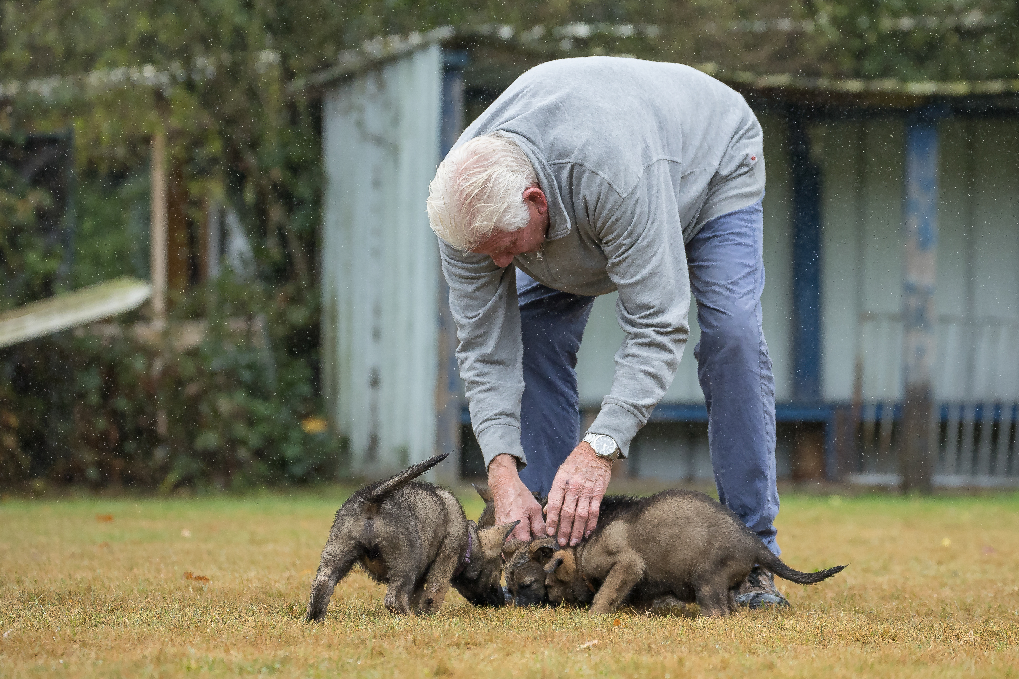 Puppy's